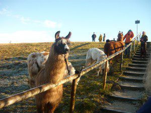 die Lamas für unseren Ausflug in Bayern