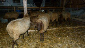 Schafe in der lebendigen Krippe auf dem Stettenhof 
