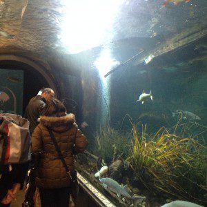Begehbare Röhre durchs Donauaquarium 