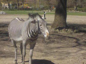 Zebra im Augsburger Zoo