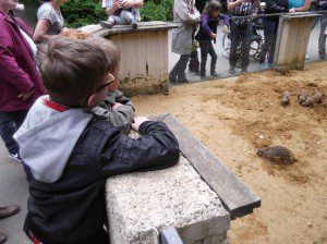 Familienausflug im Augsburger Zoo: Bei den Erdmännchen