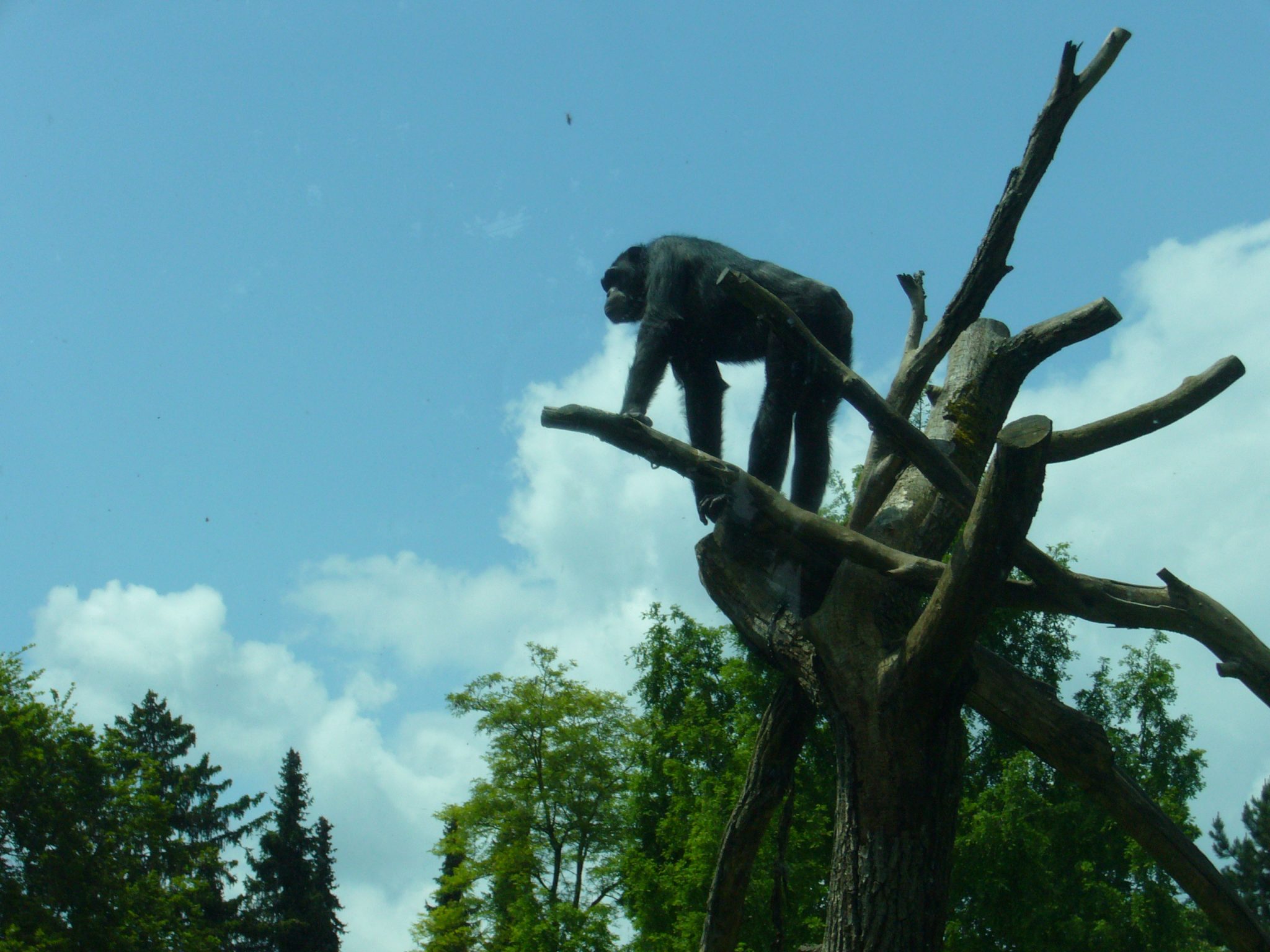 Paviane im Augsburger Zoo