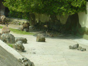 Steinböcke im Augsburger Zoo