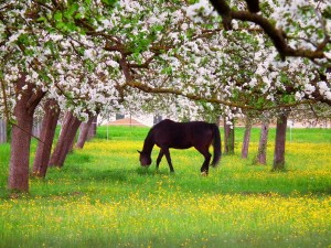 Obstgärten und Pferdehöfe