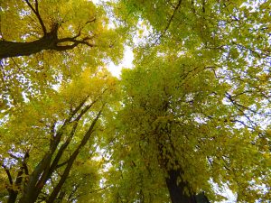 Baumkronen goldgelb, in der Lindenallee, die Allee mit den achtzig 100 jährigen Lindenbäumen