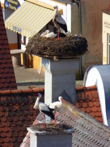 Röttgerhaus in Oettingen mit 2 Nestern belegt