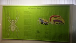 Spinnenausstellung Augsburg