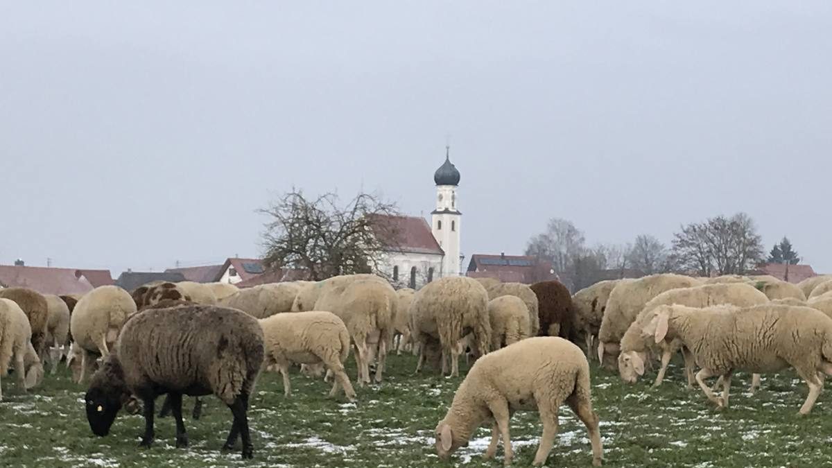 Barock und Schafe