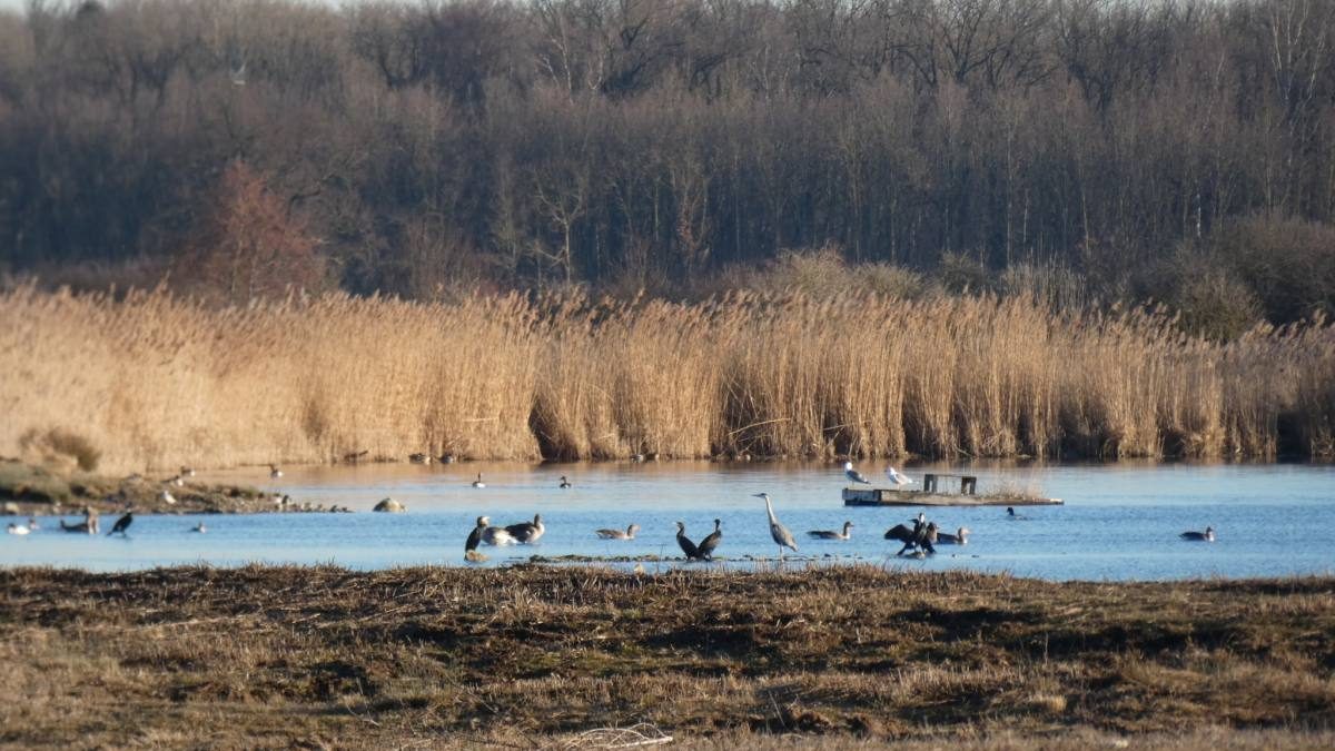 Vogelbeobachtung am Mooswaldsee