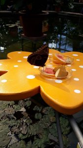 Schmetterlings Ausstellung im Botanischen Garten Augsburg