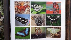 Schmetterlings Ausstellung im Botanischen Garten Augsburg