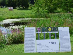 Botanischer Garten der Universität Ulm Teich