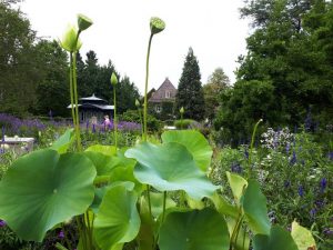 Botanischer Garten Augsburg Indische Lotusblumen