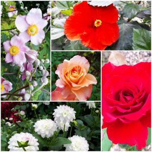 Botanischer Garten Augsburg Blüten
