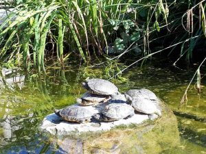 Tiergarten Ulm Schildkröten