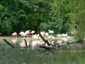 Zoo Augsburg Flamingos