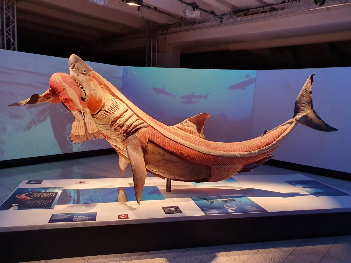 Körperwelten der Tiere Ulm Hai