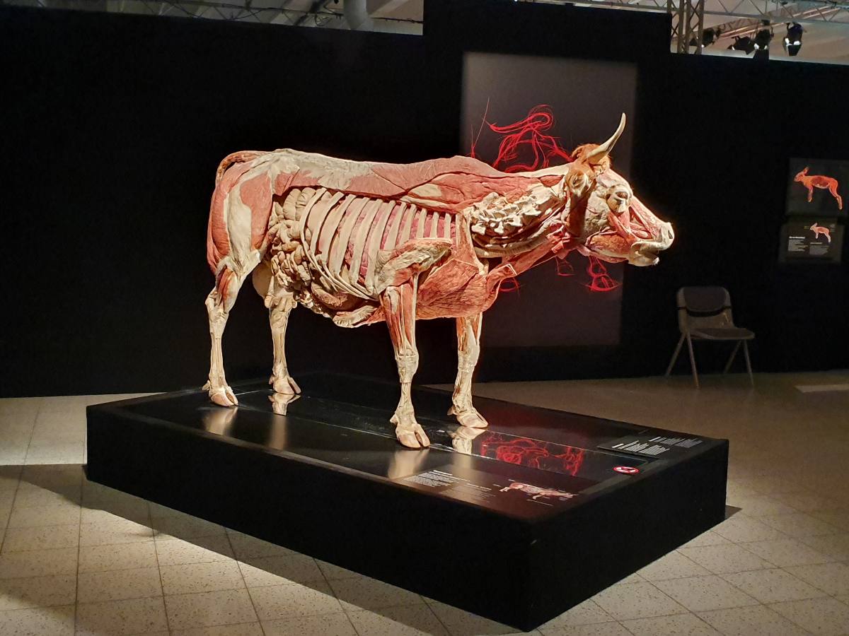 Körperwelten der Tiere Ulm Kuh