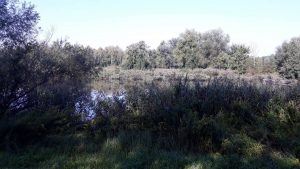 Rundweg Naturschutzgebiet mit Lechstaustufe Feldheim Bäume