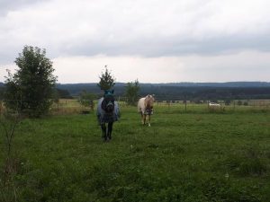 Wald-Spaziergang in Adelsried Pferde