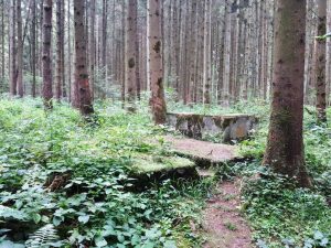 Blechschmiede Horgau Bäume