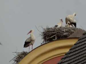 Storchenfamilie Nest Oettingen