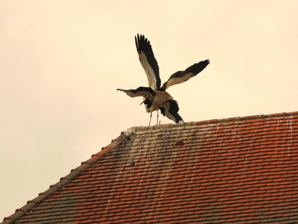 Storchen auf Kirche in Burgau