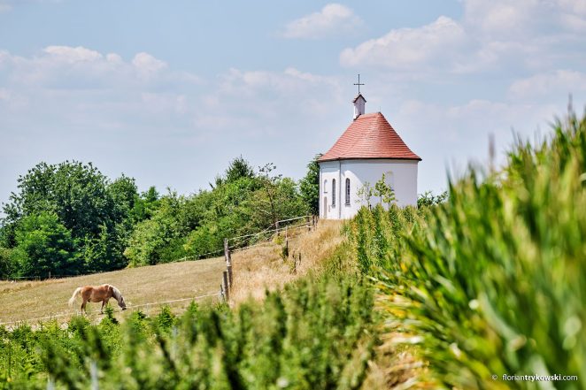 Maisfeld und Pferdekoppel, auf der ein Haflinger grast. Im Hintergrund die Salzbergkapelle.