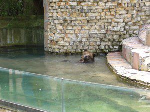 Badende Bären im Augsburger Zoo